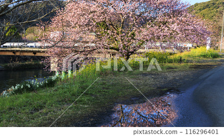 櫻花風景（南伊豆町） 116296401