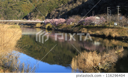 Cherry blossom scenery (Minamiizu Town) 116296404