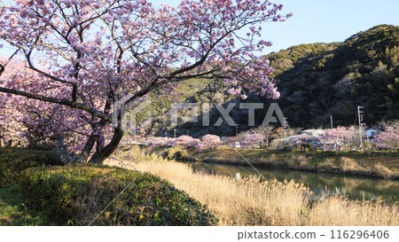 Cherry blossom scenery (Minamiizu Town) Cherry blossom scenery (Minamiizu Town) 116296406