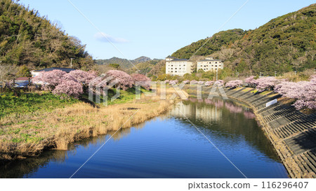 櫻花風景(南伊豆町) 櫻花風景(南伊豆町) 116296407