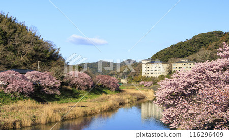 櫻花風景（南伊豆町） 116296409