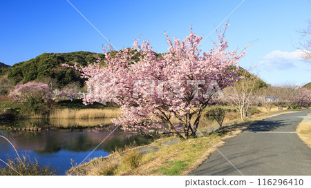Cherry blossom scenery (Minamiizu Town) 116296410