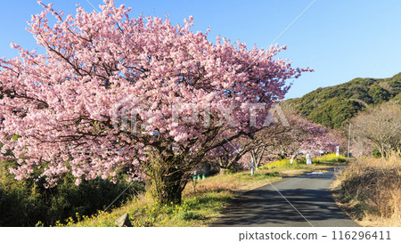 Cherry blossom scenery (Minamiizu Town) 116296411