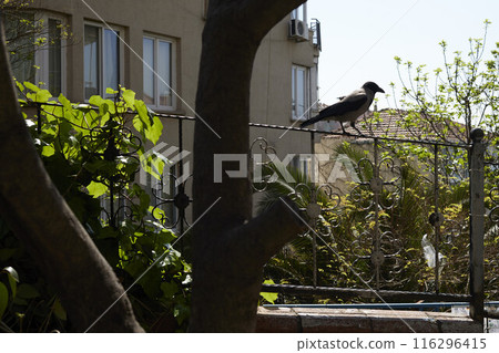 Daily life on the streets of Istanbul 116296415
