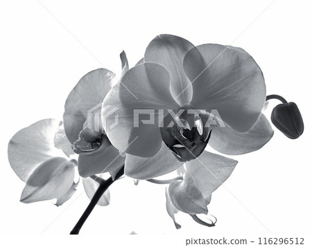 Black and white orchid on plain background Black and white orchid on plain background 116296512