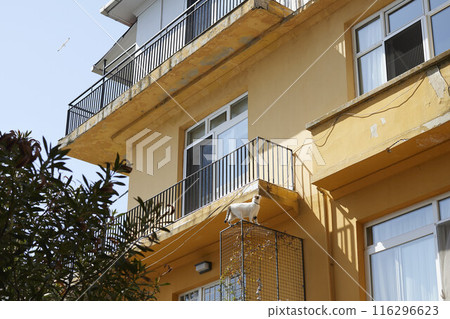 Daily life on the streets of Istanbul 116296623