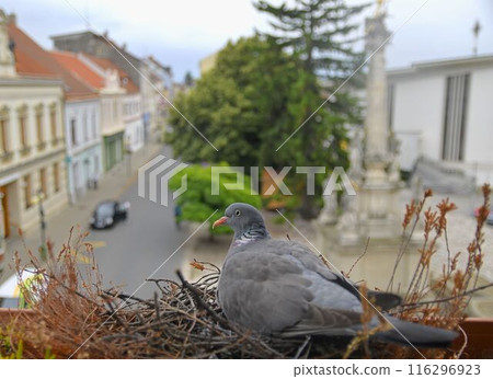 A dove on eggs. A pair of pigeons have built a nest in a flower box on the windowsill 116296923