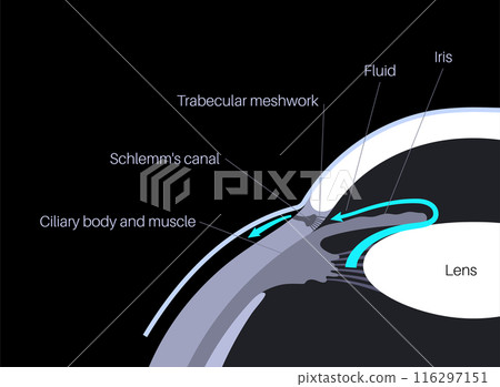 Fluids in the eye Fluids in the eye 116297151