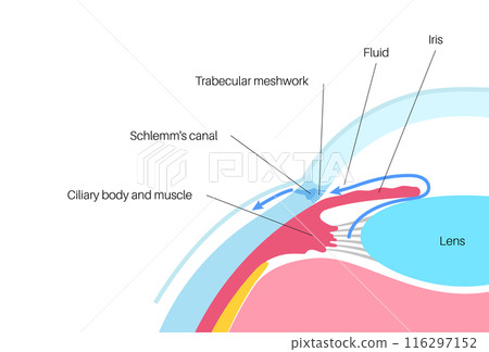 Fluids in the eye Fluids in the eye 116297152