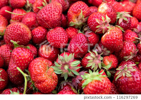 Organically grown strawberries, top view of red berries Organically grown strawberries, top view of red berries 116297269