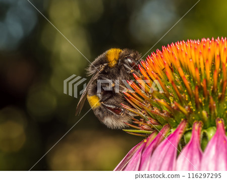 A bumblebee pollinating echinacea flowers 116297295