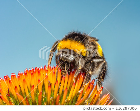 A bumblebee pollinating echinacea flowers 116297300
