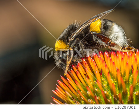 A bumblebee pollinating echinacea flowers 116297301