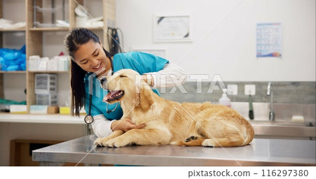 Pet care, stethoscope and dog with veterinary girl in consultation office for growth, wellness and examination. Puppy, inspection and animal clinic for golden retriever assessment, help or checkup Pet care, stethoscope and dog with veterinary girl in consultation office for growth, wellness and examination. Puppy, inspection and animal clinic for golden retriever assessment, help or checkup 116297380