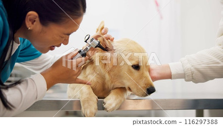 Woman, veterinary and checkup with dog by ear in animal care, visit or healthcare at shelter. Female person or veterinarian checking pet for medical treatment, examination or consultation at clinic Woman, veterinary and checkup with dog by ear in animal care, visit or healthcare at shelter. Female person or veterinarian checking pet for medical treatment, examination or consultation at clinic 116297388