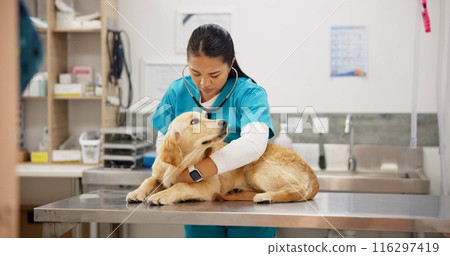 Pet care, stethoscope and dog with veterinary woman in consultation office for growth, wellness and examination. Puppy, inspection and animal clinic for golden retriever assessment, help or checkup Pet care, stethoscope and dog with veterinary woman in consultation office for growth, wellness and examination. Puppy, inspection and animal clinic for golden retriever assessment, help or checkup 116297419