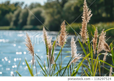 A view of a small group of reeds growing together by the water's edge 116297524