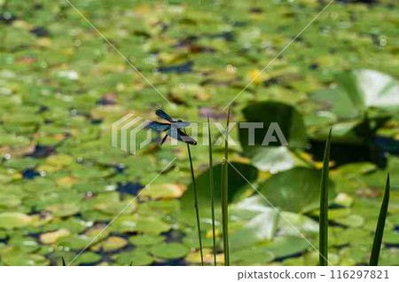 Butterfly dragonfly 116297821