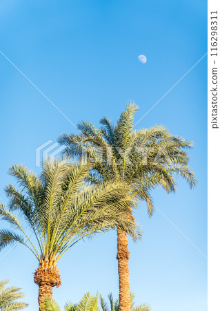 Palm tree with green leaves on blue background Palm tree with green leaves on blue background 116298311