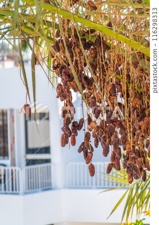 Closeup of colourful dates clusters Closeup of colourful dates clusters 116298313