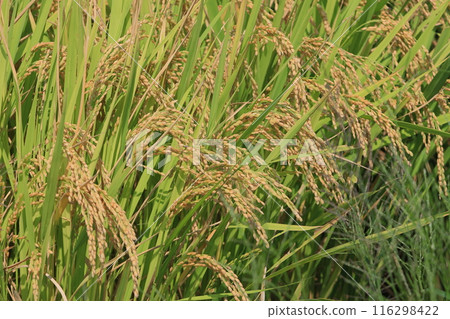 結實的稻穗、稻田豐收、水稻栽培稻穗 116298422