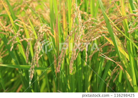 結實的稻穗、稻田豐收、水稻栽培稻穗 結實的稻穗、稻田豐收、水稻栽培稻穗 116298425