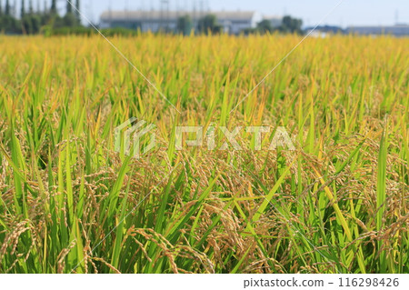 結實的稻穗、稻田豐收、水稻栽培稻穗 116298426