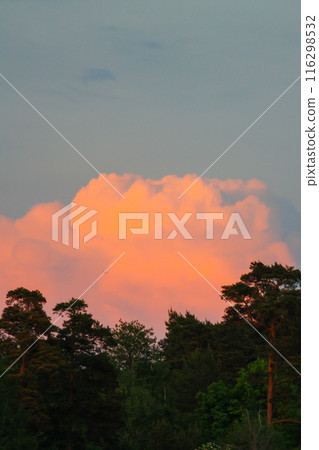 sunset pink and golden sky, trees against the background of the setting sun 116298532