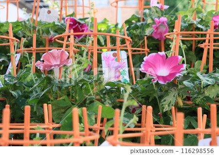 入谷牽牛花市場 - 東京夏季傳統 - 牽牛花 入谷牽牛花市場 - 東京夏季傳統 - 牽牛花 116298556