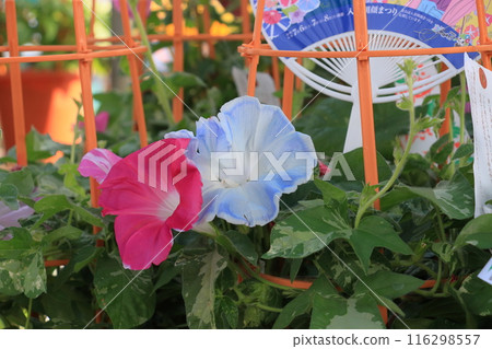 Morning Glory Market in Iriya - A Tokyo summer tradition: Morning glory flowers 116298557