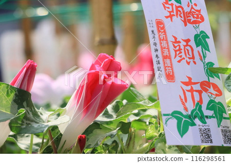 Morning Glory Market in Iriya - A Tokyo summer tradition: Morning glory flowers 116298561