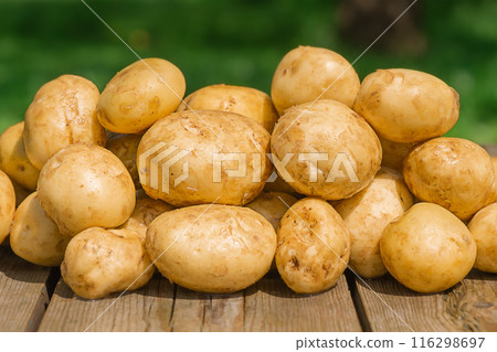 Potato harvest. Young raw potatoes on a wooden table and on a blurred green natural background. Potato harvest. Young raw potatoes on a wooden table and on a blurred green natural background. 116298697