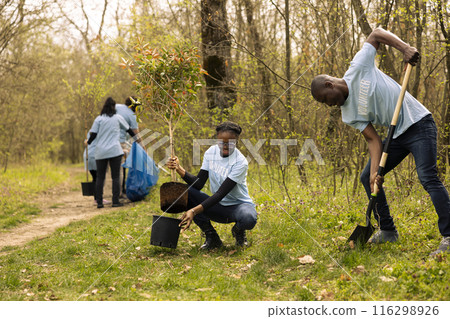 Volunteers team dig holes to plant trees in a woodland ecosystem, putting small greenery in the ground. People doing voluntary work to preserve nature and wildlife, environmental care. Volunteers team dig holes to plant trees in a woodland ecosystem, putting small greenery in the ground. People doing voluntary work to preserve nature and wildlife, environmental care. 116298926
