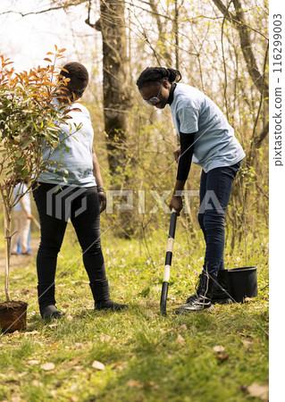 African american women digging holes with a shovel and planting tree to help with reforestation and conservation project. Team of activists increasing vegetation in the woods. 116299003