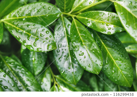 Beautiful close-up detail water juicy green leaf background. We plant foliage at rainforest. Natural environmental abstract backdrop pattern. Greenery eco garden fresh texture Beautiful close-up detail water juicy green leaf background. We plant foliage at rainforest. Natural environmental abstract backdrop pattern. Greenery eco garden fresh texture 116299438
