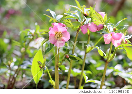 聖誕玫瑰鮮花 116299568