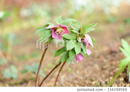 聖誕玫瑰鮮花 116299569