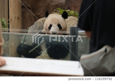 Relaxing panda at Ueno Zoo Relaxing panda at Ueno Zoo 116299792