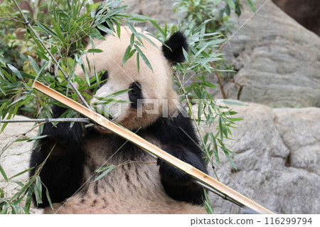 Relaxing panda at Ueno Zoo Relaxing panda at Ueno Zoo 116299794