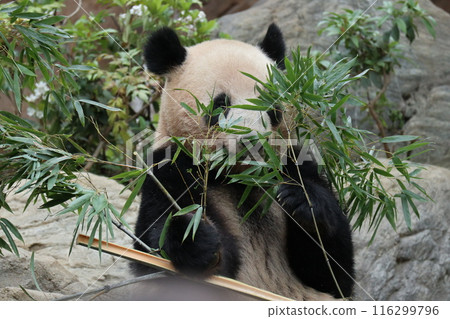 Relaxing panda at Ueno Zoo Relaxing panda at Ueno Zoo 116299796