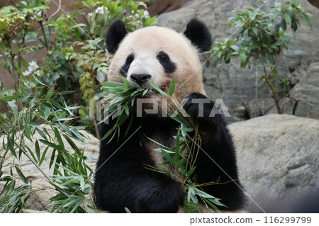 上野動物園休息的熊貓 116299799