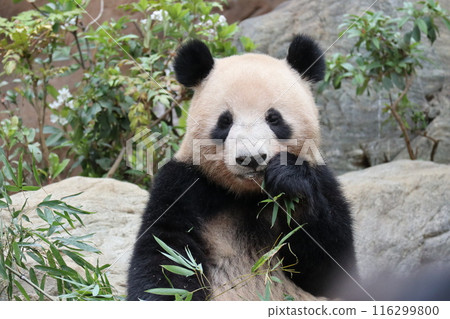 上野動物園休息的熊貓 上野動物園休息的熊貓 116299800