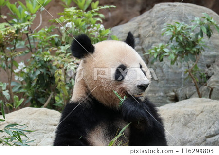Relaxing panda at Ueno Zoo Relaxing panda at Ueno Zoo 116299803