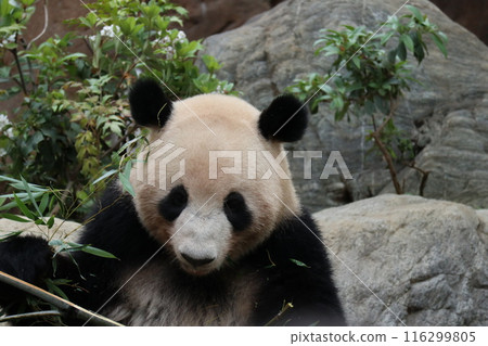 Relaxing panda at Ueno Zoo Relaxing panda at Ueno Zoo 116299805