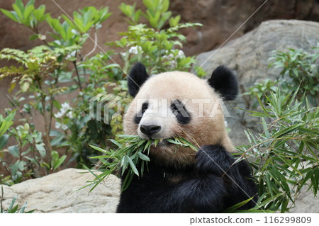 Relaxing panda at Ueno Zoo Relaxing panda at Ueno Zoo 116299809