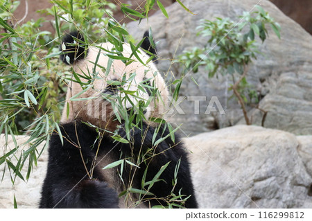 Relaxing panda at Ueno Zoo Relaxing panda at Ueno Zoo 116299812