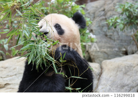 上野動物園休息的熊貓 116299818