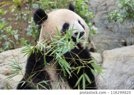 Relaxing panda at Ueno Zoo Relaxing panda at Ueno Zoo 116299820