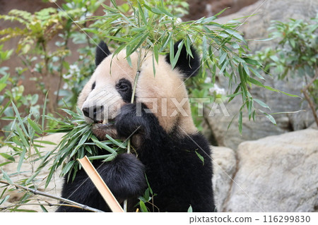 Relaxing panda at Ueno Zoo Relaxing panda at Ueno Zoo 116299830