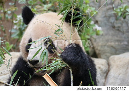 Relaxing panda at Ueno Zoo Relaxing panda at Ueno Zoo 116299837